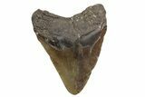 Fossil Megalodon Tooth - North Carolina #380156-2